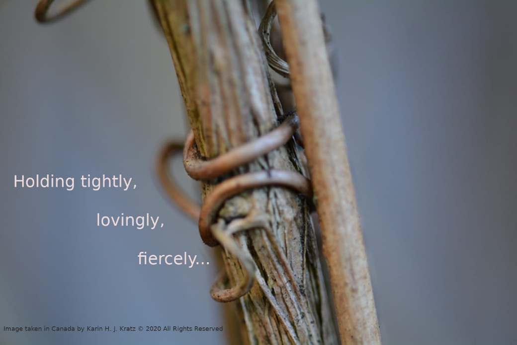 Image of clematis vine intertwined